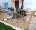 Λάρισα: Σκυλίτσα σερνόταν ανάπηρη – μετά από πυροβολισμό – επί 2 εβδομάδες και όλοι την έδιωχναν